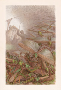 When the Locusts Come, They Eat Everything